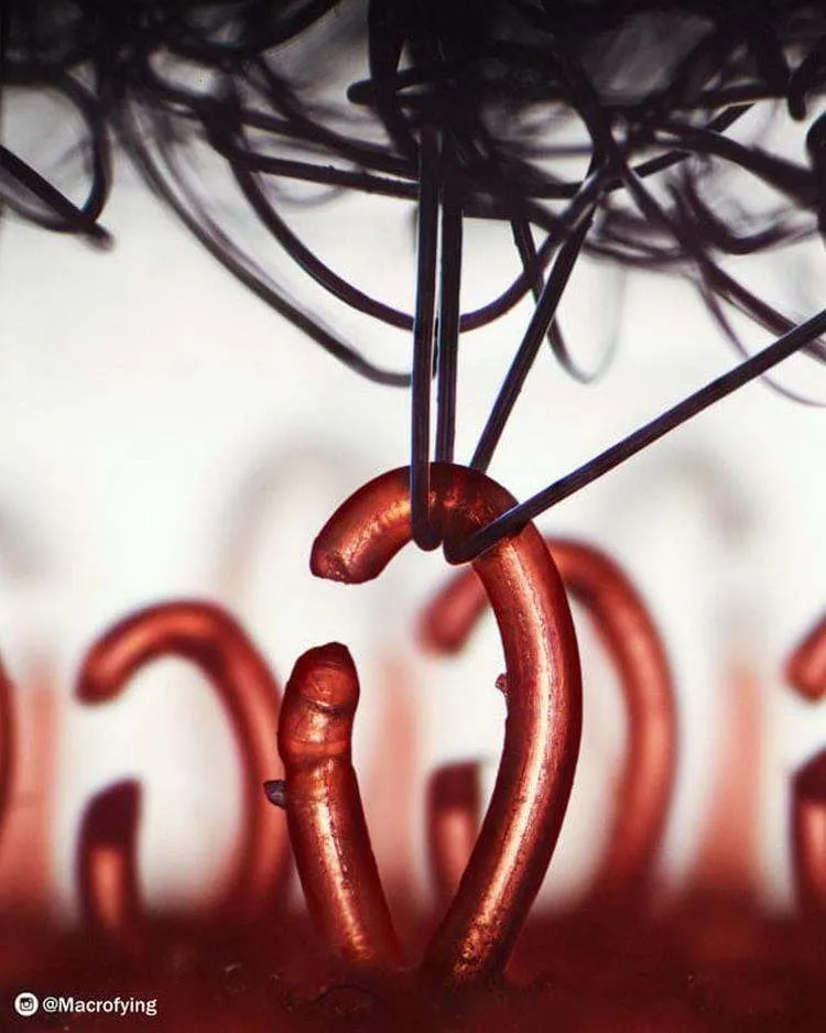 Липучка