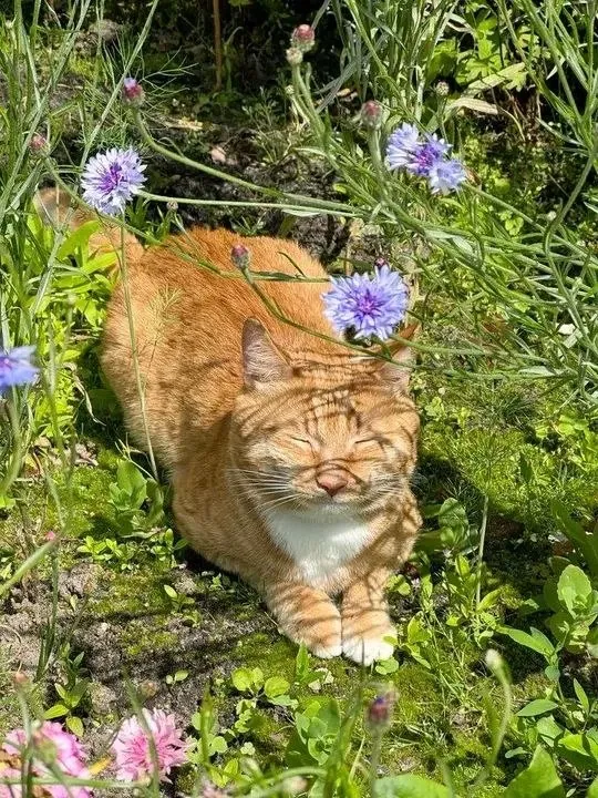 С Добрым Утром🌞 🐾 #1