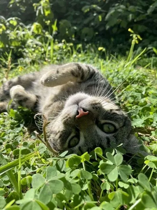 С Добрым Утром🌞 🐾 #1