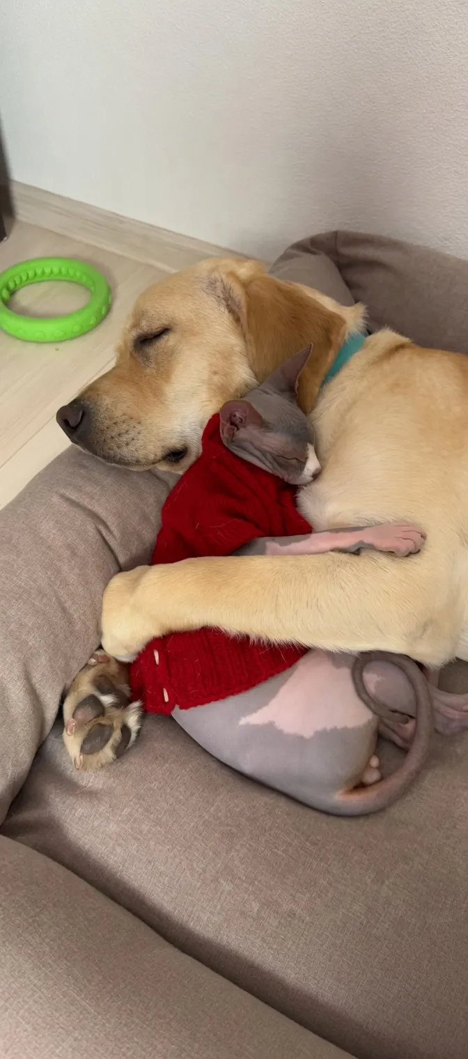 🥰🐶🐱 #1