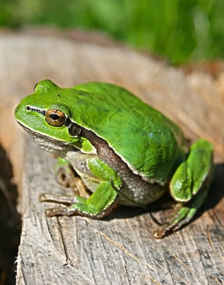 Среда, чуваки 🐸 #1