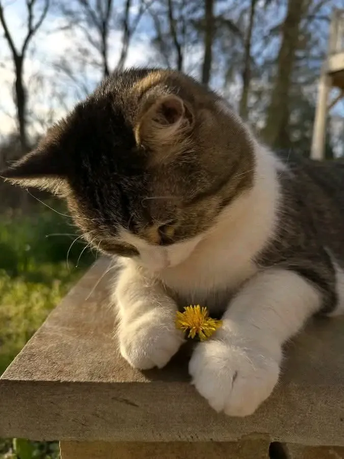 С Добрым Утром🌞 🐾 #1