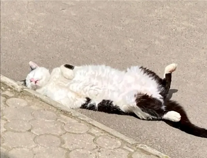 С Добрым Утром🐾🌞 #1