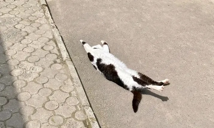 С Добрым Утром🐾🌞 #2