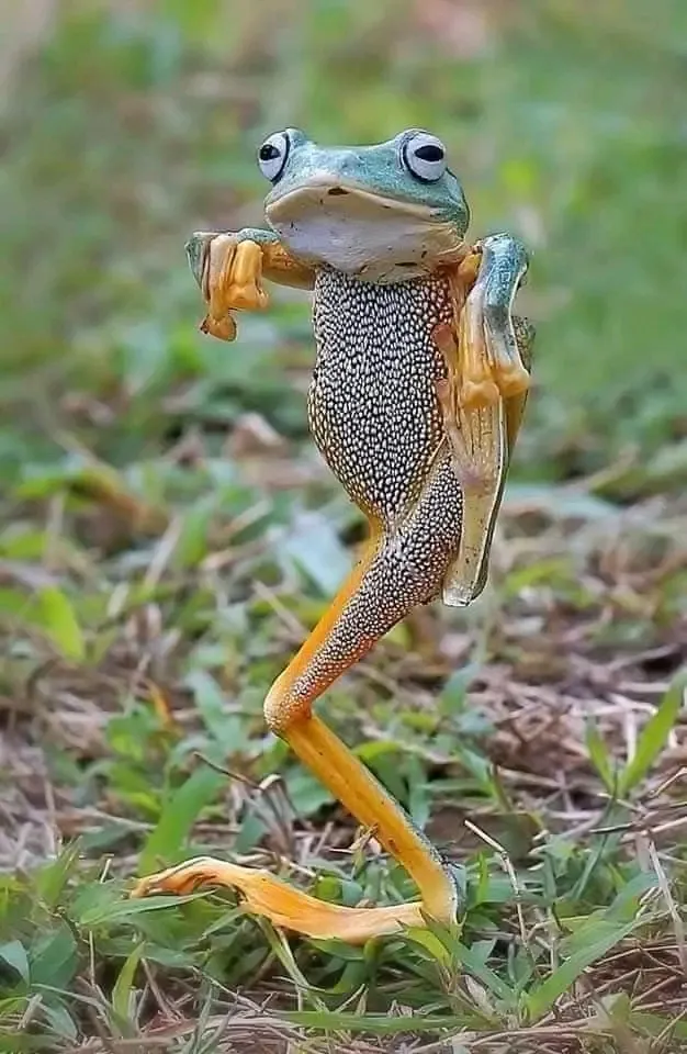Среда, чуваки 🐸 #1