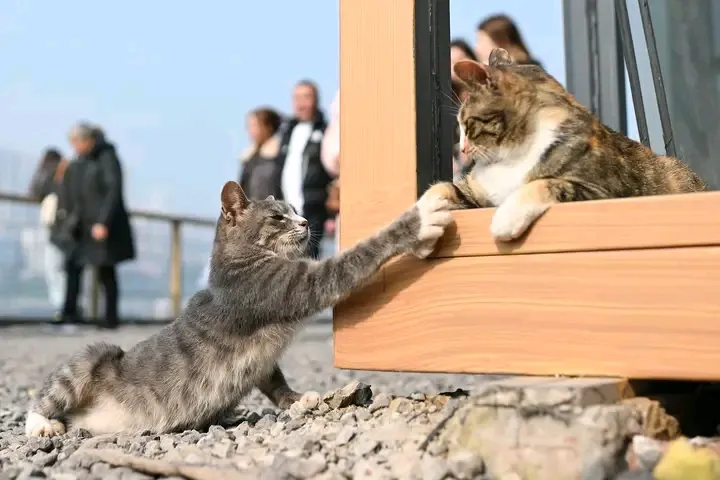С Добрым Утром🌞🐾🐾 #1
