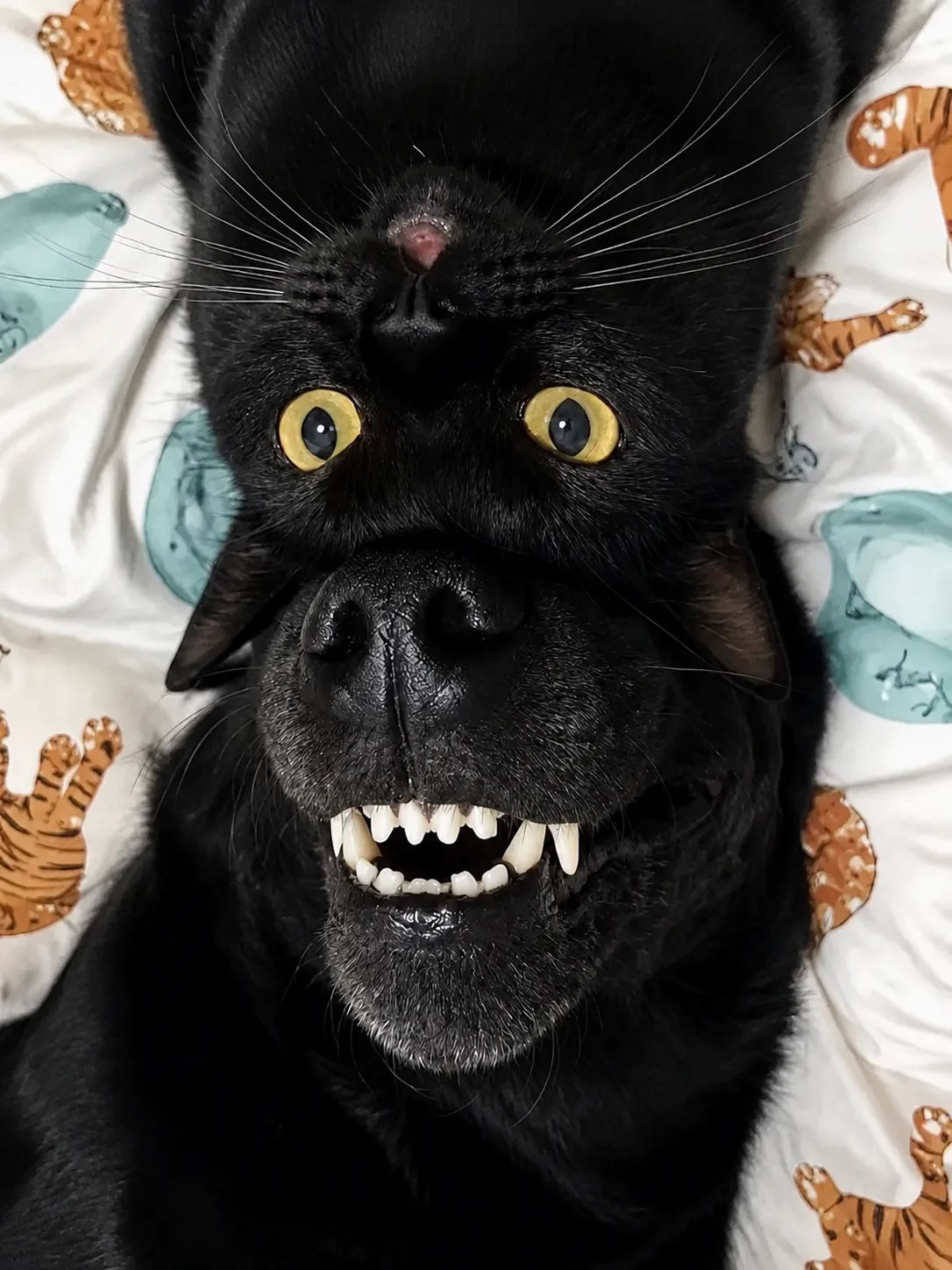 🐾🥰🐾 #2