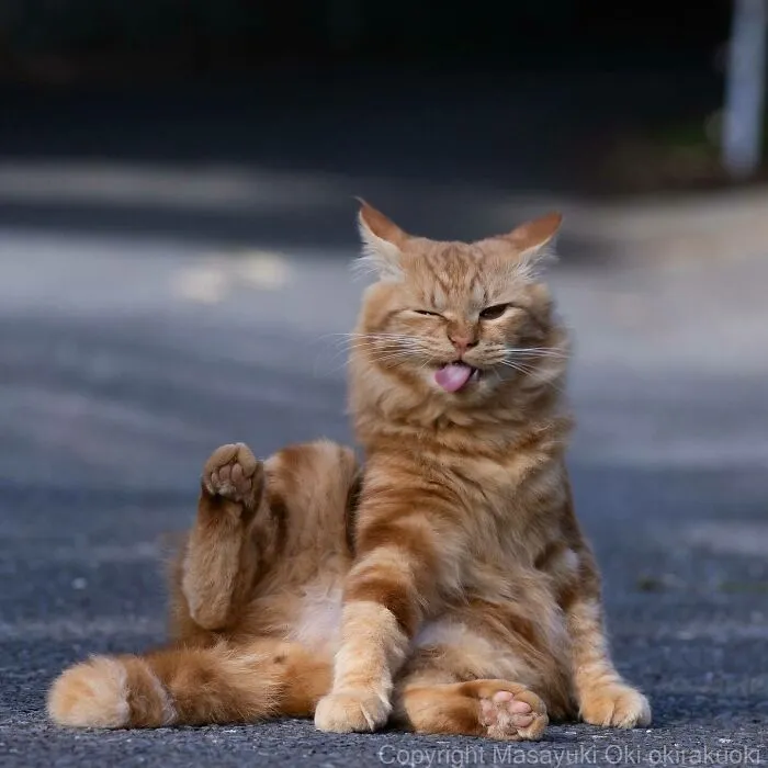 Фото  Масаюки Оки. Японский фотограф уличных кошек и котов👍