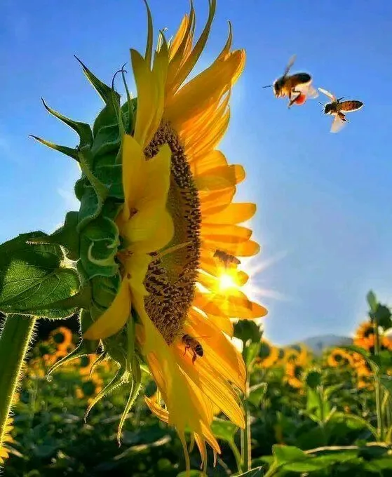 🌻🌻🌻👍 #1