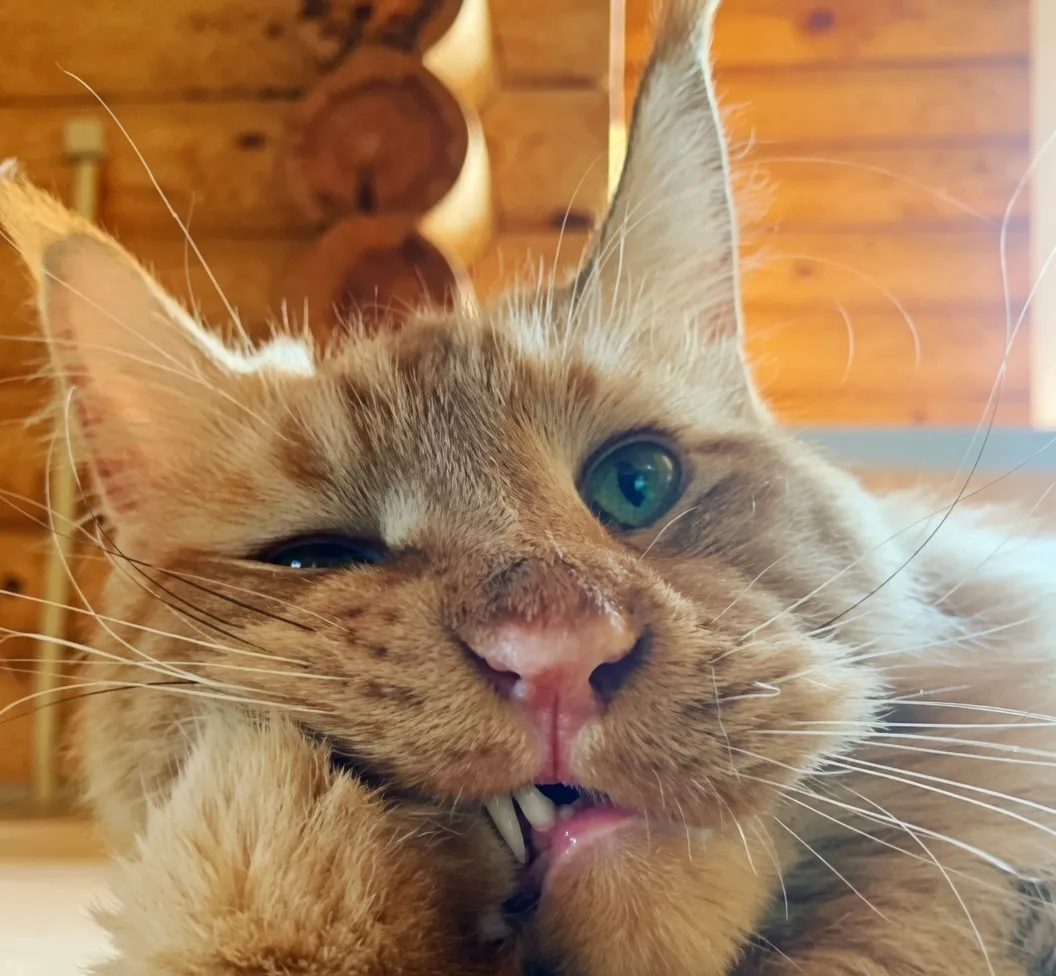 С Добрым Утром🌞🐾 #1