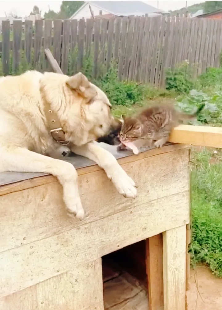 С Добрым Утром🌞🐾🥰 #1