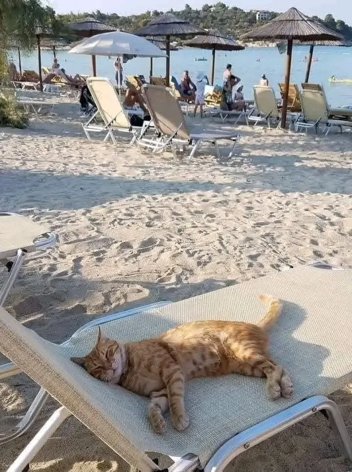 С Добрым Утром🌞🐾 #1