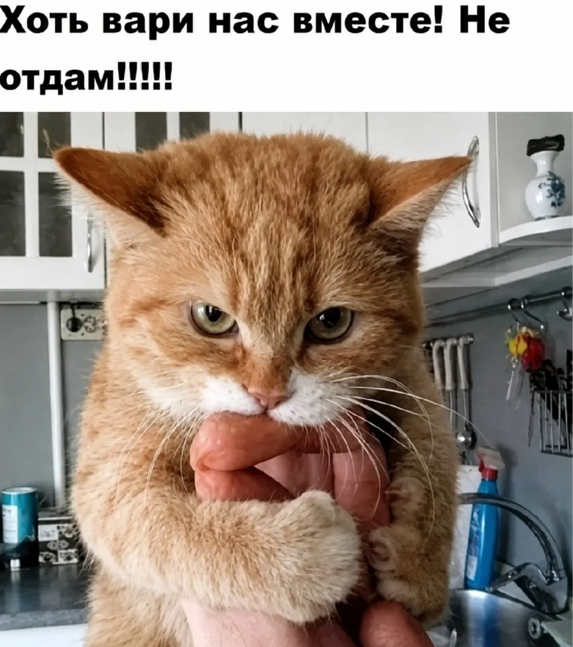 С Добрым Утром🌞🐾 #2