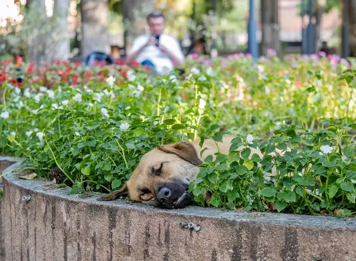 Спасение от жары😍😍😍🐾 #1