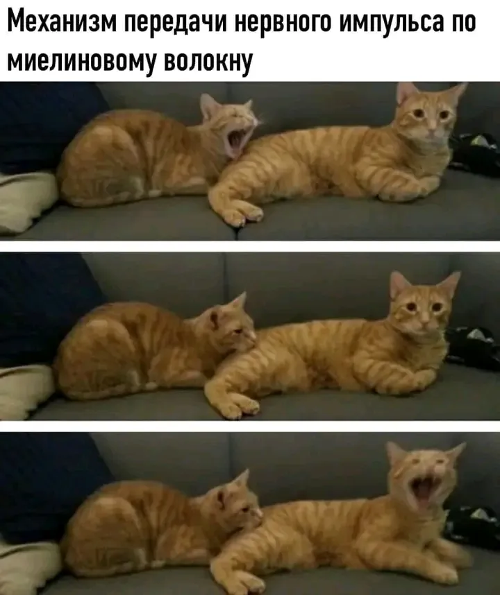 😉🐾👍 #1