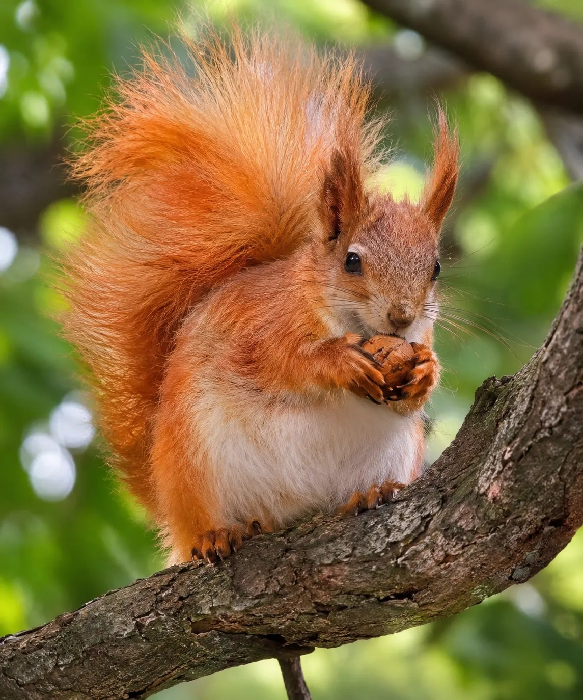Пятничная красавица 😉🥰 🐿 #1