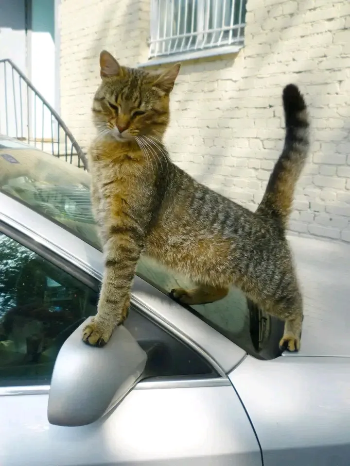 С Добрым Утром🌞🐾 #1