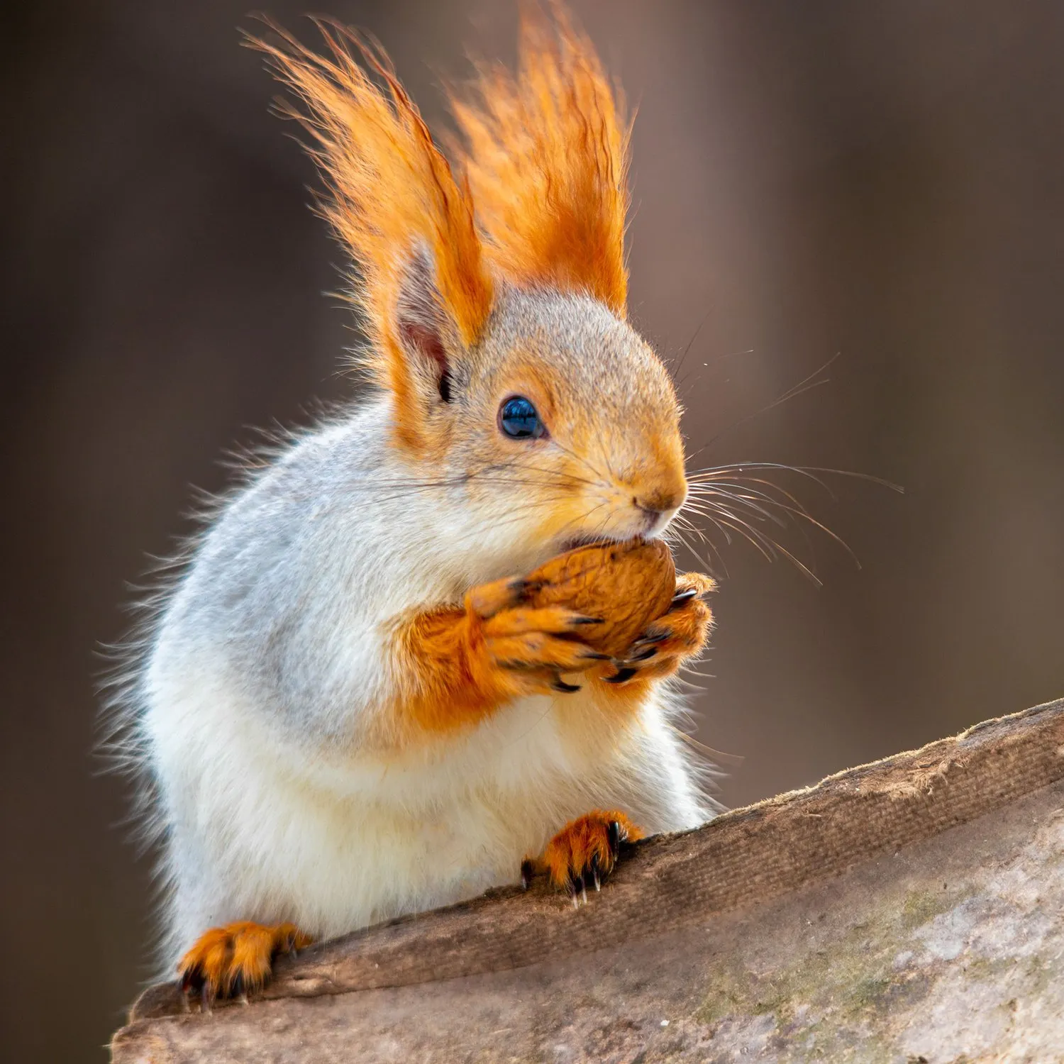 Пятничная белочка🐿👍 #1