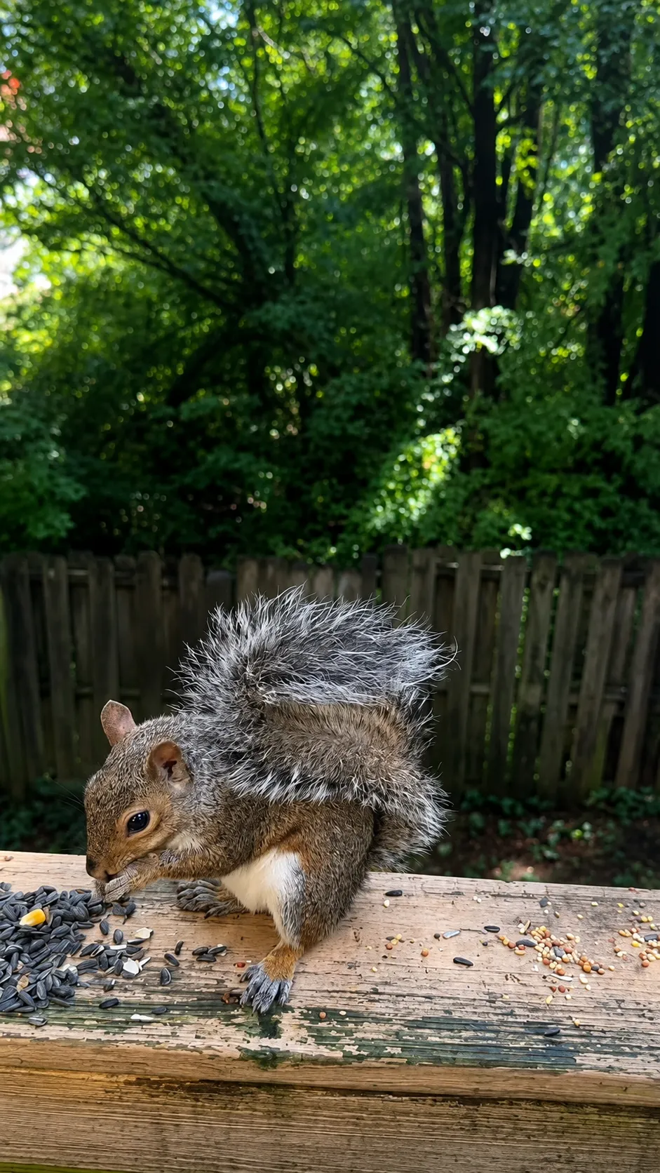 Пятничная белочка 🐿🥰👍 #1