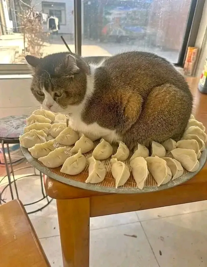 Хозяин кухни 😉🐾👍