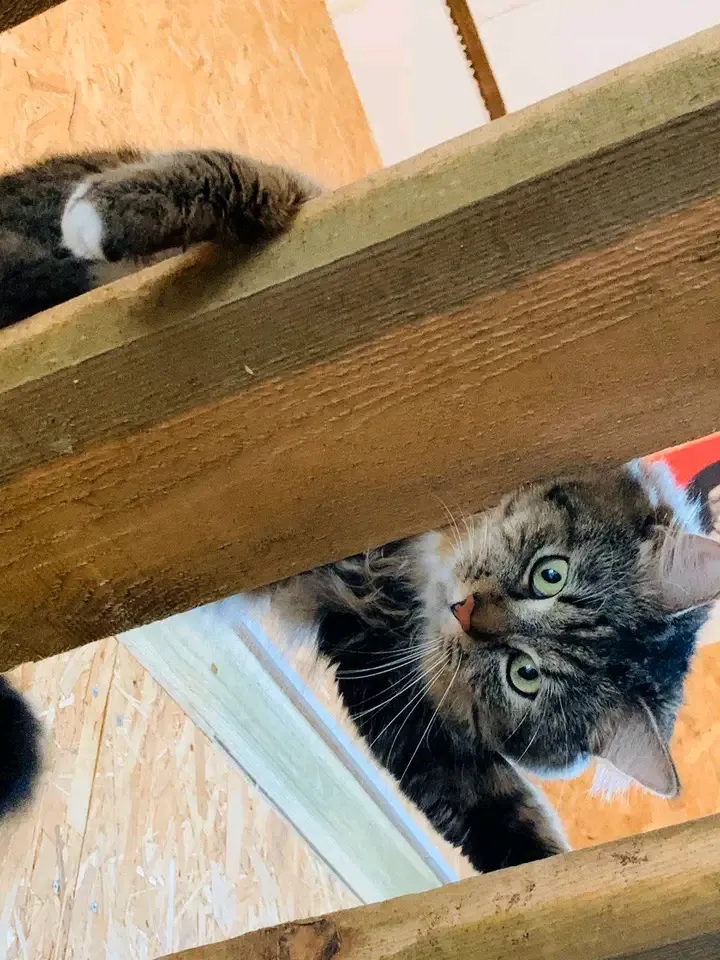С Добрым Утром🌞🐾 #1