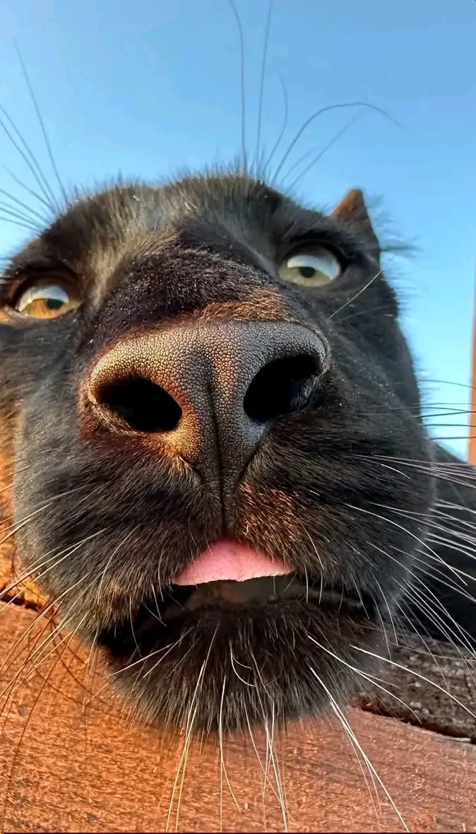 С Добрым Утром🌞🐾 #1