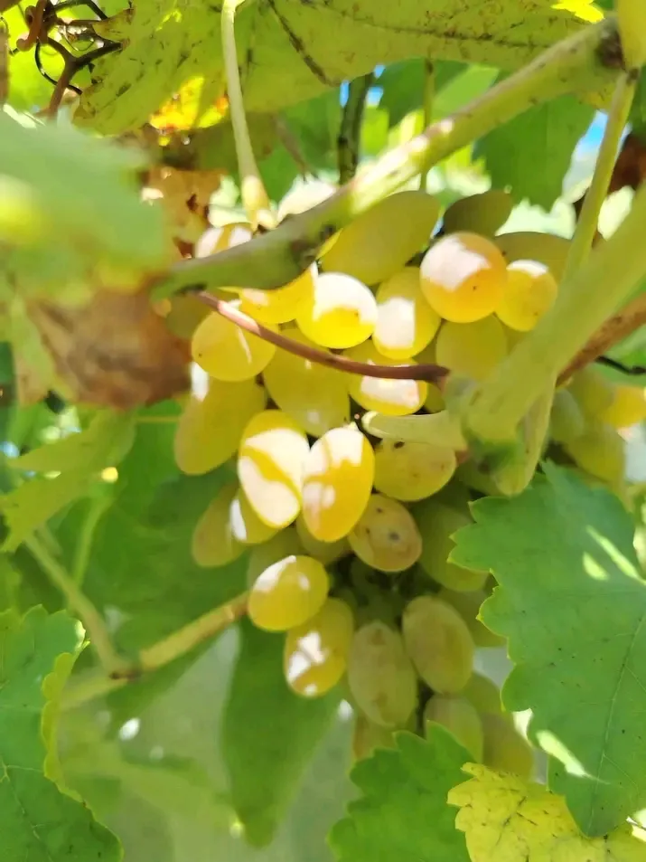 Дары осени🍇🎋👍 #1