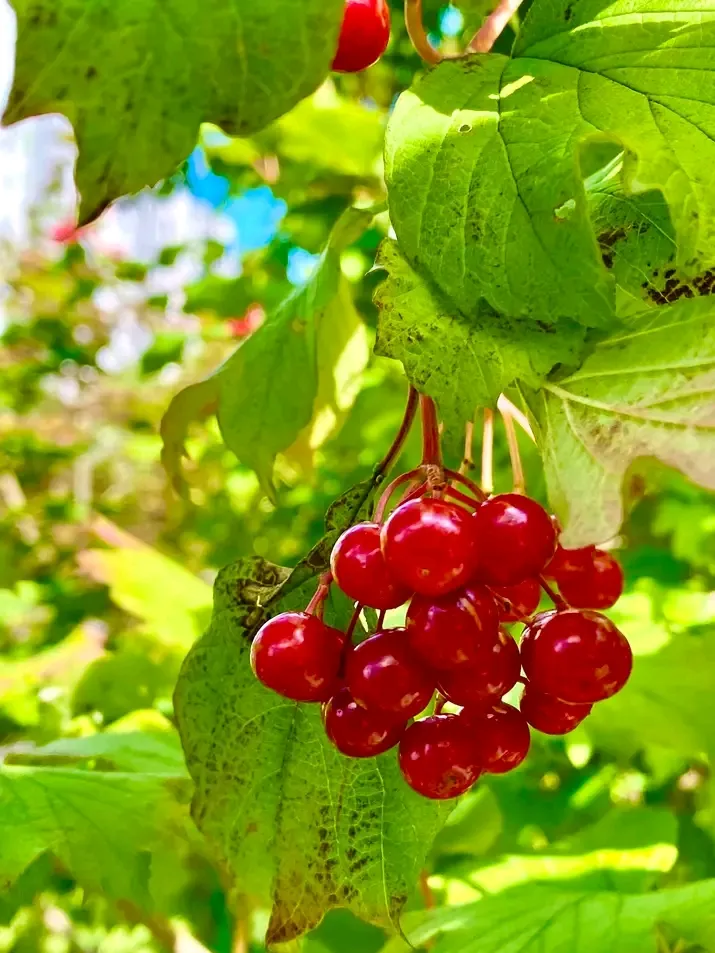 Дары осени🍇🎋👍 #2