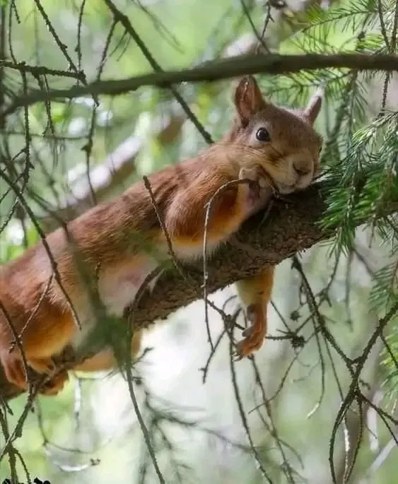 Пятничная белочка🐿👍 #1