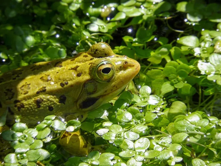 Среда, чуваки 🐸 #1