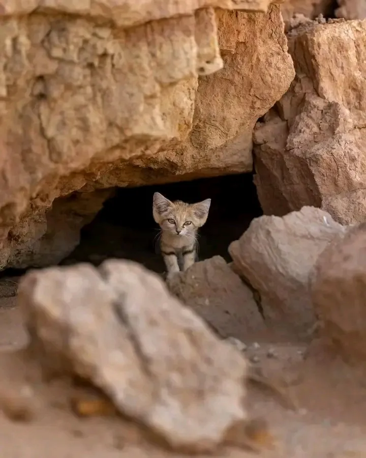Барханный кот🐾🥰👍 #2