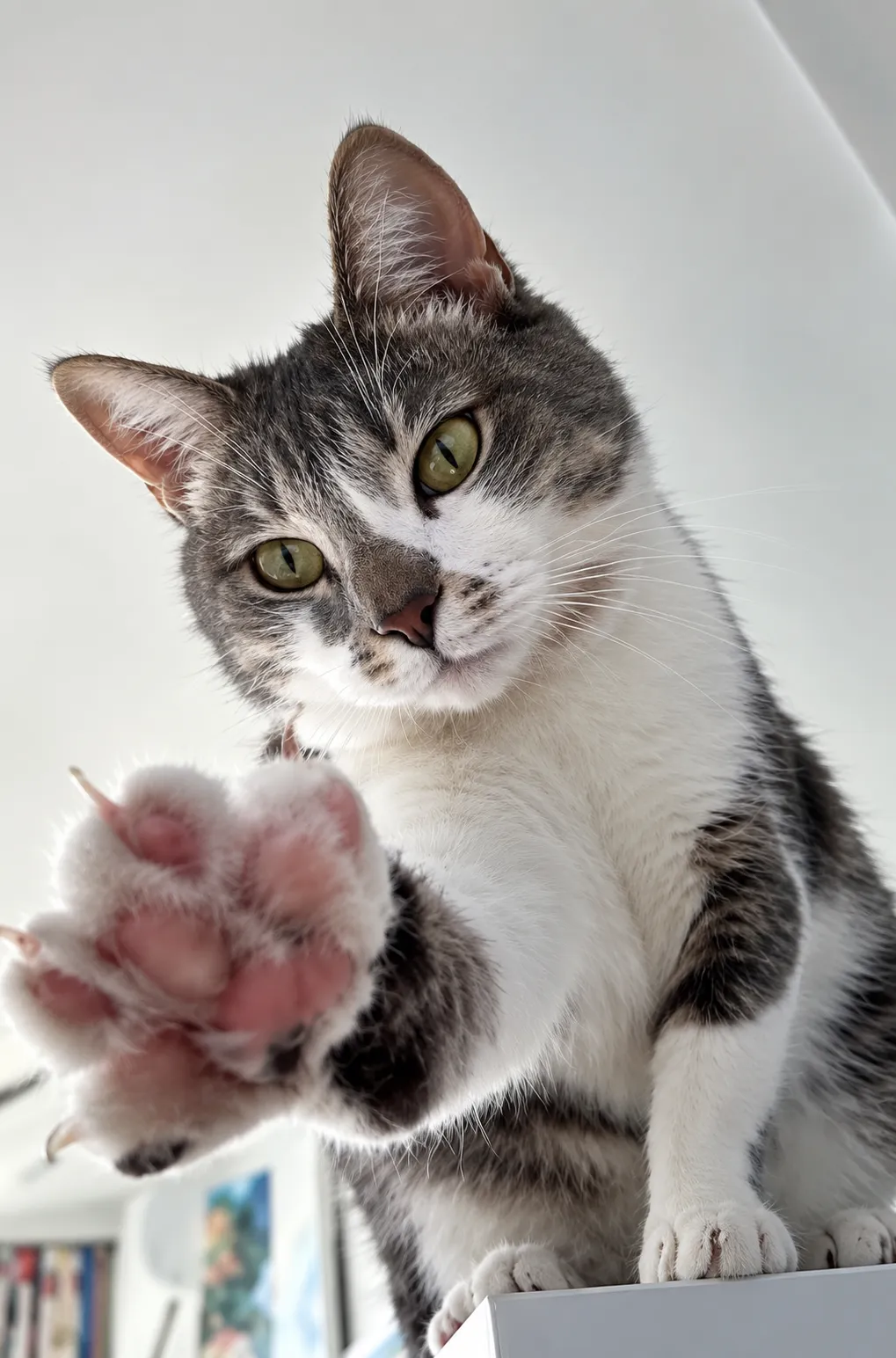 —Дай пять🐾