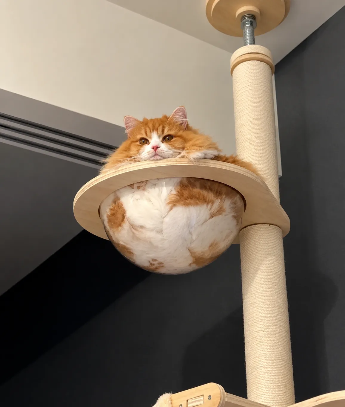 С Добрым Утром🌞 🐾 #2
