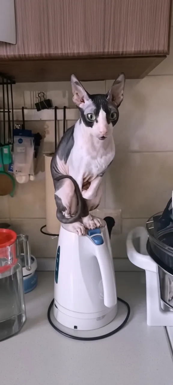Холодало... 😉🐾🥰 #1