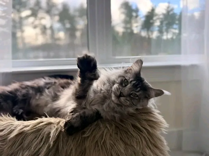 С Добрым Утром🌞🐾 #1