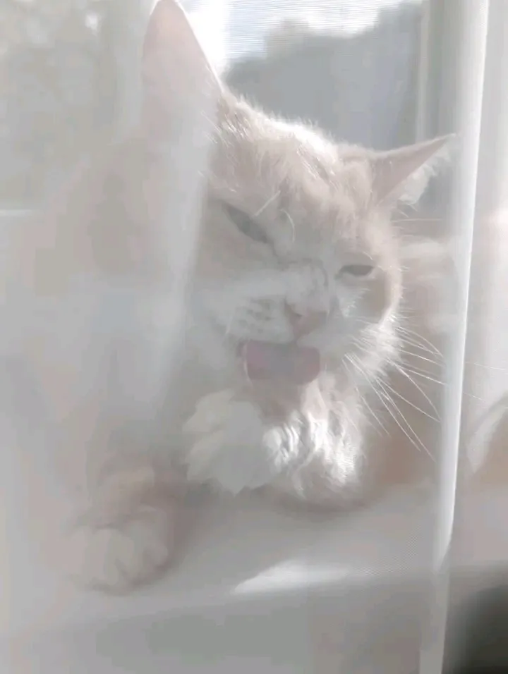 С Добрым Утром🌞🐾 #1
