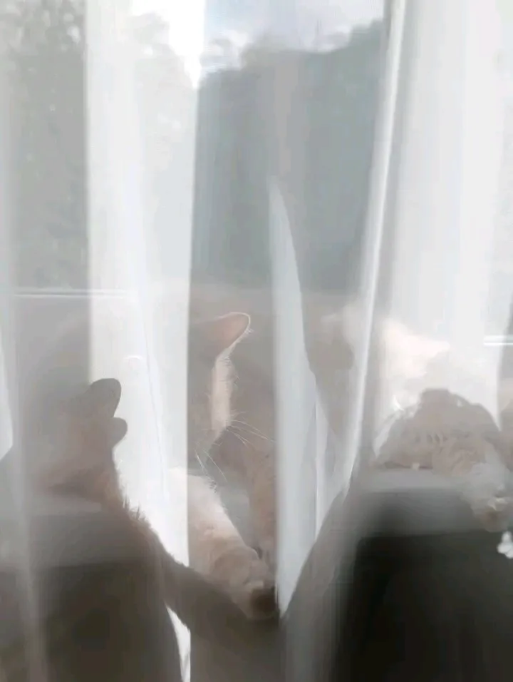 С Добрым Утром🌞🐾 #3