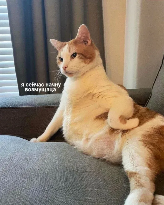 Котовикинги! :D #1