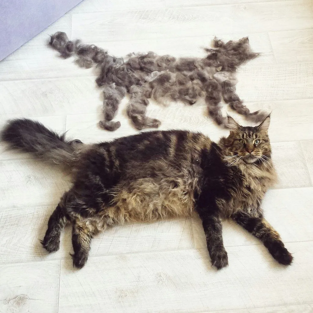 Вычесали кота называется)))  #1