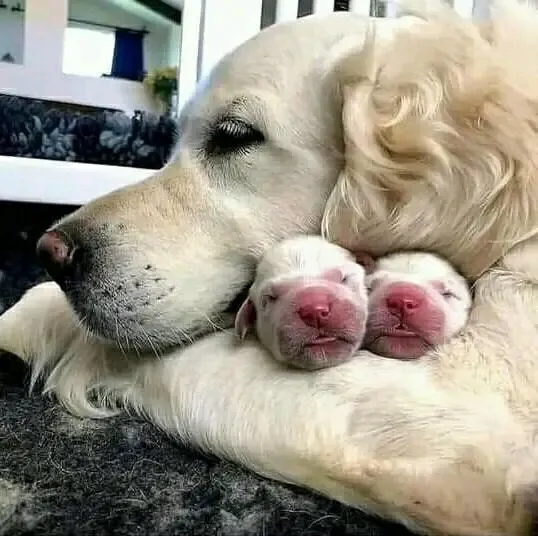 Милота) 