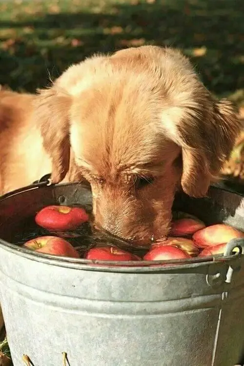У каждого свой яблочный сок)))  #1