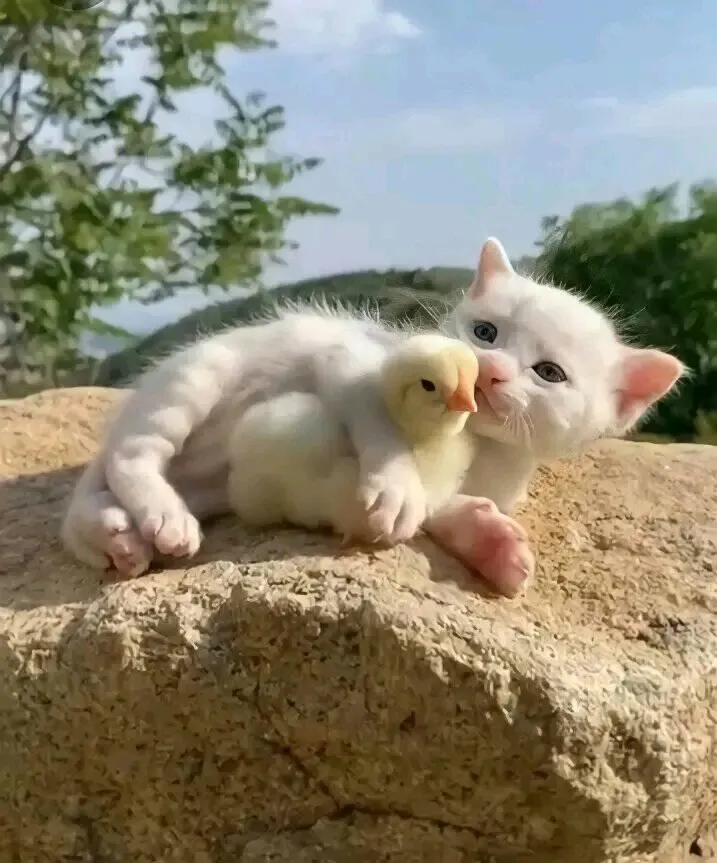 🐤🐈 #1
