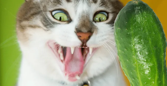 Коты и огурцы: откуда произрастает главный страх всех пушистиков .  #2