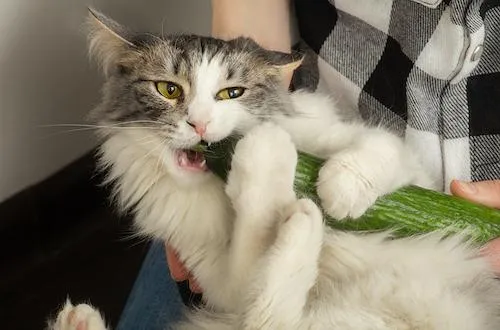 Коты и огурцы: откуда произрастает главный страх всех пушистиков .  #3