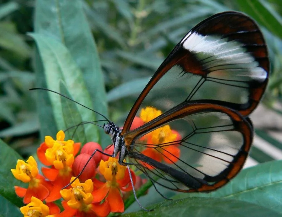 Удивительное чудо природы!/A mirror butterfly! #2