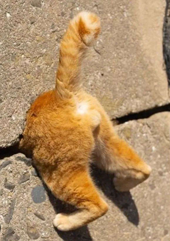 Quick update for all you lovely people who have asked if this fella got out of the wall ok……………………we can confirm he made it through to the other side safely -in true ninja feline style.