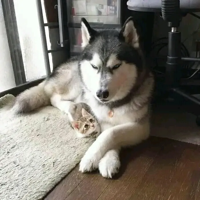 👀🐾❤ #1