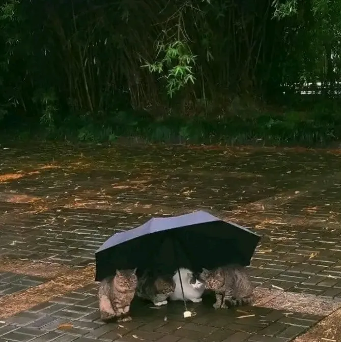 Есть люди и в наше время) 🐈🐾 #1