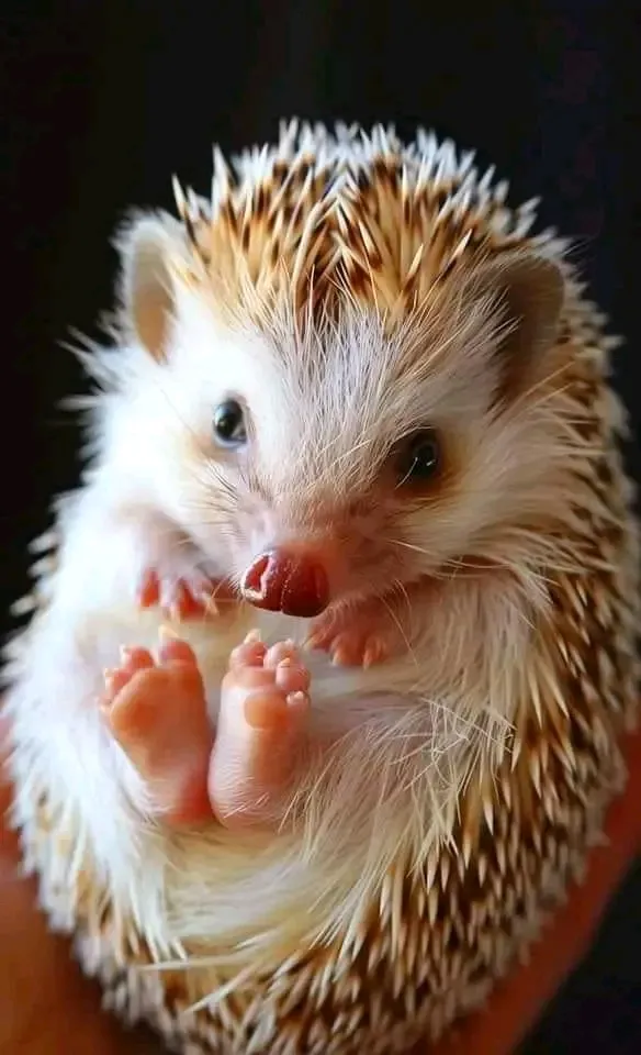 🦔🐾🦔