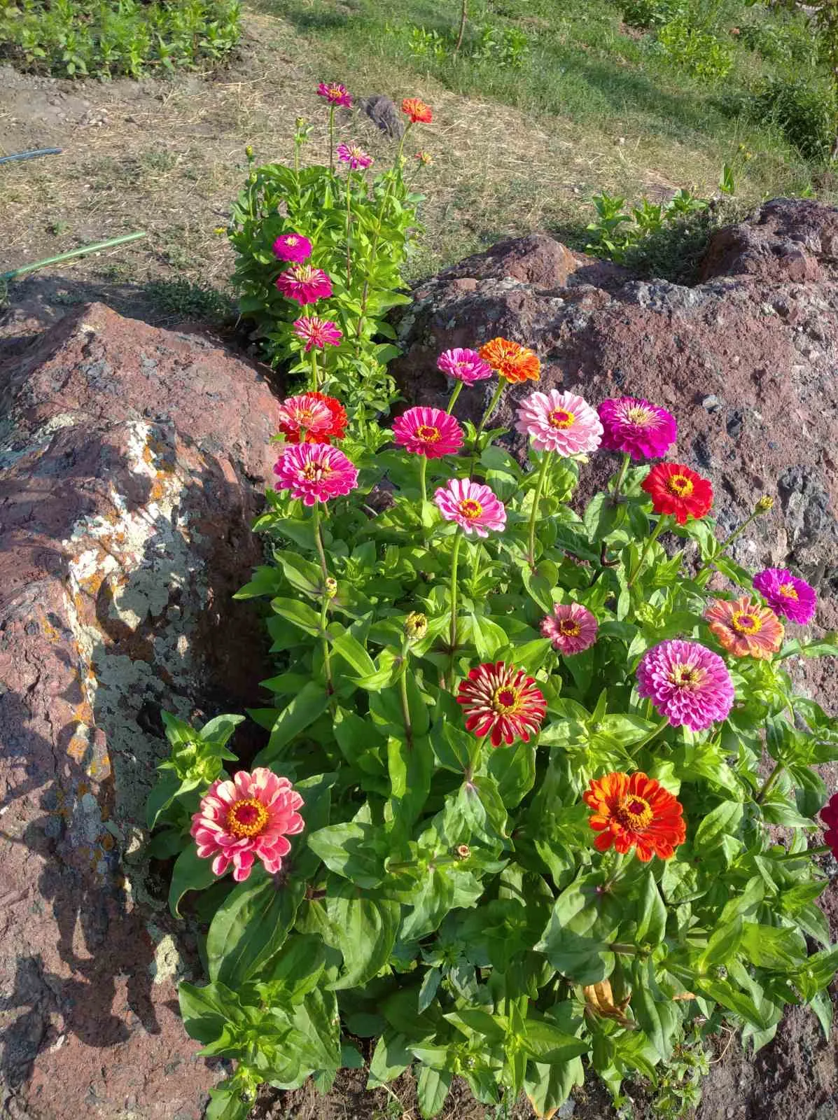 И снова 🌸🌺🌻🌹🌷🌼💐 #2